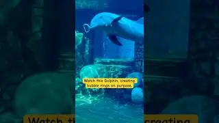 Dolphin making bubble rings#interestingfacts #animalshorts #dolphin#shorts