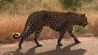 30 minutes with this majestic adult male hunting