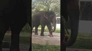 Elephant #education