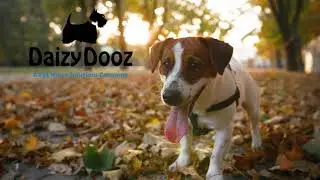 Utah Commercial Pet Waste Removal Solutions