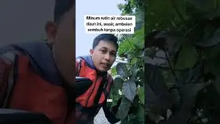khasiat daun ungu atau handelen bantu atasi wasir ambeien secara alami #daunungu #wasir #ambeien