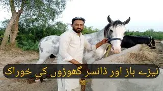 نیزے باز اور ڈانسر گھوڑوں کی خوراک اور ان پہ مہنت۔