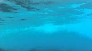 A glimpse into the world of the Endangered Hawaiian False Killer whales (Pseudorca).