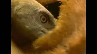 Kuolemankello: Haaskalintu (Official Video)