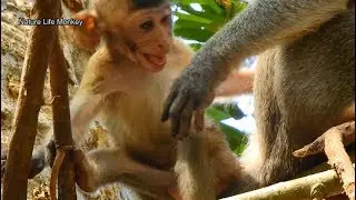 Poor baby Janna cry angry mom no hold her while stay on tree, Janna cry more if mom leave her#1489