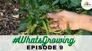 EP 09 | #WhatsGrowing in our Sunken Permaculture Garden [Oct 2020]