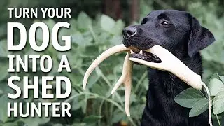 Turn Your Dog Into a Shed Hunter with Tom Dokken