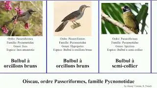 Oiseau, ordre Passeriformes, famille Pycnonotidae bulbul gorge t&ecirc;te queue jaune blanche ventre aux