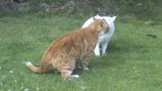 CAT FIGHT CATS MEOWING BEFORE FIGHTING