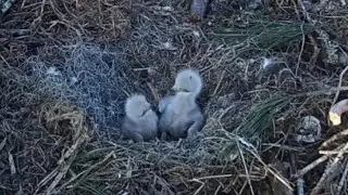 Eagle parents leave babies alone in the nest | Kisatchie National Forest E-1 | Jan 29, 2026