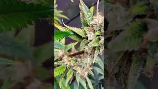 Week 6 of flower Octane ⛽️, La Melon 🍈, Cookie 🍪 Runtz 🧬 , #breeder #exotic #seeds #grow #Testers