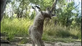 Babysitting (Macropus giganteus)