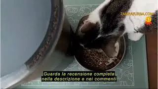 Recensione del Distributore Automatico Cibo Gatti, Apritsce 4L Dispenser Crocchette Gatto con Timer