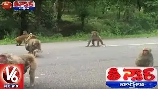 Alugunur Gurkul Principal Using Langur Monkey To Frighten Other Monkeys | Teenmaar News