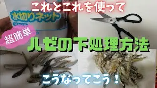超簡単！ハゼの下処理！