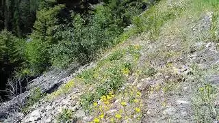 Spreading Dogbane on Steep Slopes of Conifer Forest