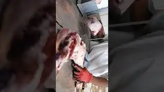 Lamb Legs Break down #shorts #viral #viralvideo #viralyoutube #meatboy