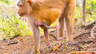 Very Pity baby newborn SACKY weakness he difficult to hug Mama