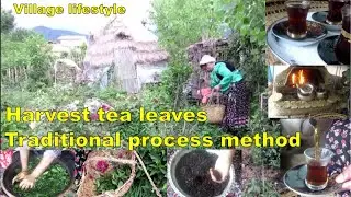 Harvest Tea, a traditional process method in rural areas in northern Iran-  Organic Charcoal Tea