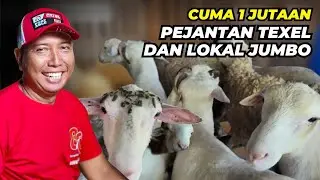 Harga Domba Texel dan Lokal Jumbo Mulai 1 Jutaan