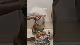 Good bye cheems #shorts #cheems #cheemsdog #cheemsmemes #cheemsfuneral #cheemsdog #dog #dogs #dog