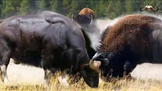 Indian Gaur vs American Bison Real Fighting video! With Hindi Documentry | Real video 
