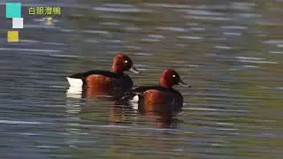 白眼潛鴨 Ferruginous Duck 202512 part2