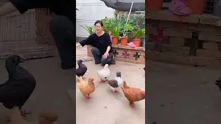 king size Kabootar #kabutar #pigeonlaver #fancykabootar #pigeonbreed #fancyanimal #chicken