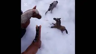 Wildness ja sen salaisuudet  kausi 1 jakso 5 Hysterian vuorelle