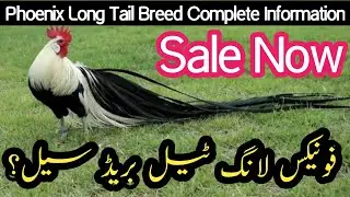 Phoenix Long Tail Chicken Breed | Phoenix Breed Sale | فونیکس بریڈ مکمل معلومات