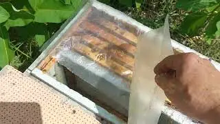відводки в червні 6 рамочник ЄППС .швидкість нарощування хитрощі маленьки