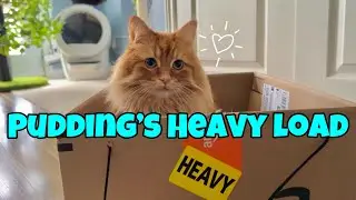 Pudding's Heavy Load: Two Cats and a Big Box 🐈🧡📦