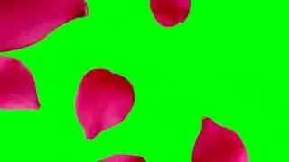 falling Rose IN GREEN SCREEN EFFECT 2020