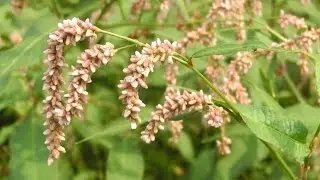Лекарственные растения. Горец почечуйный / Persic&aacute;ria macul&oacute;sa)