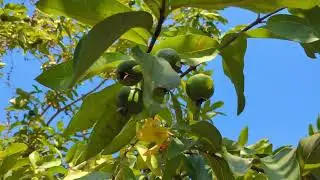 Agriculture & Forestry 4K | Relaxing Nature Documentary | Farming & Green Fields