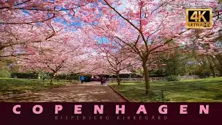 4K, Walk though a beautiful little street in north west Copenhagen. Cherry blossom 🌸🌸🌸