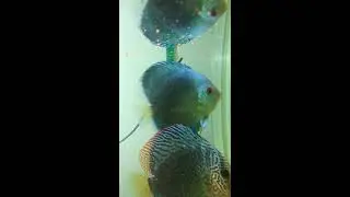 Discus fry babies 1 week old