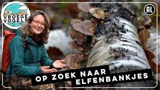 Het gewone elfenbankje | Expeditie 10 | Vroege Vogels