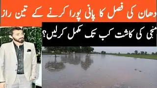 Monji ki kasht || Dhan ki achi variety || 515 rice ki kasht || Dhan ki kasht kab tak krin || Monji