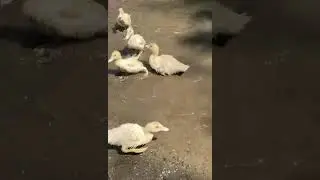 Ducklings Running Into Water #ducklings #ducks #birds #animals #funnyanimals #cuteanimals