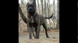Top 10 Banned Dogs