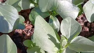نمو اكثر لنبات الزينة والخضروات في السطح من 🌧 