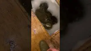 Small burbot #fishing #icefishing #burbot