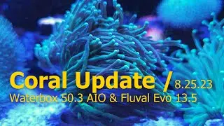 Waterbox 50.3 AIO and Fluval Evo 13.5 Coral Update - 8-26-2023