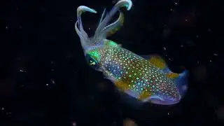 Night dives in Romblon Island, The 3P Resort, Philippines 04/2025