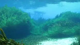Jackson Blue Spring