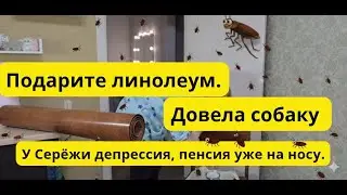 Обзор на канал Артисты. Подарите линолеум,  не могу купить. Тараканы бегают по столу . Довела собаку