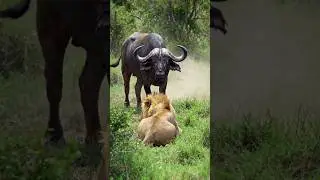 Lion Attacks Bison on Forest Road #mobilelegends #ai #wildtv #animals #shorts #viral #backyard #lion