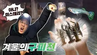 겨울의 구피천 근황 잡혀서는 안될 생물이 채집되었습니다 마블가재가 왜있죠?