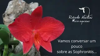 Vamos conversar um pouco sobre as Sophronitis... - Live gravada em 16/05/2.021.